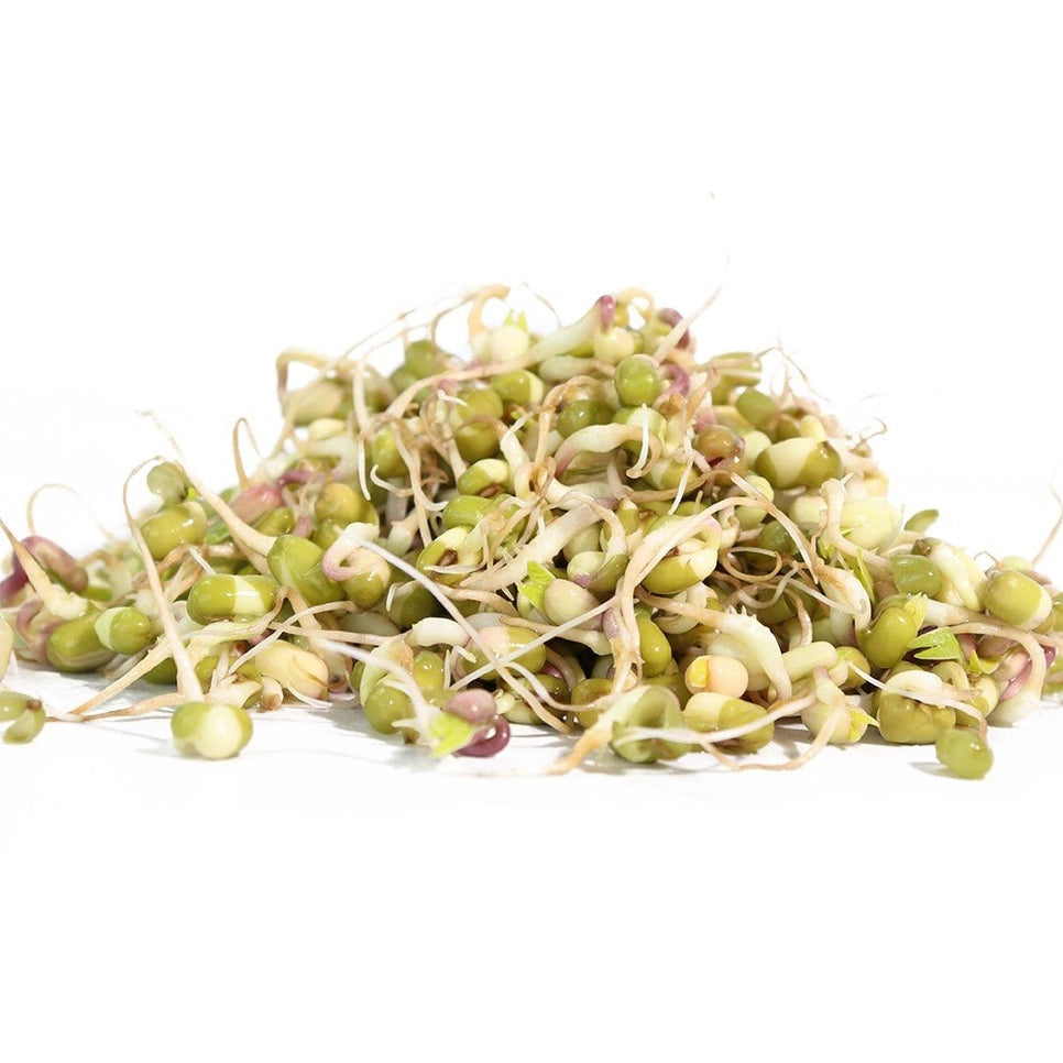 Organic Mung Bean Sprouting Seeds