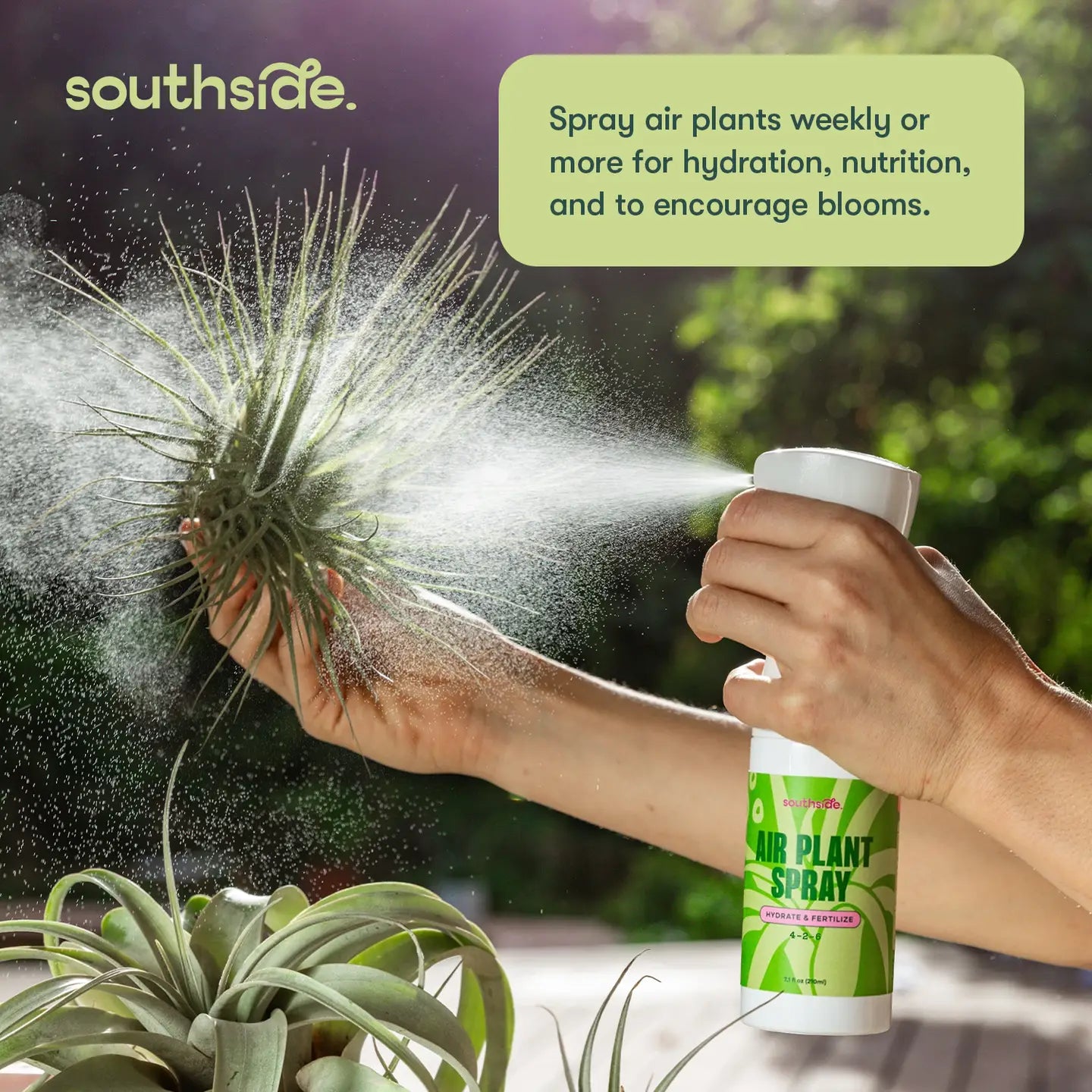 Air Plant Fertilizer Spray and Soak Concentrate 1 oz
