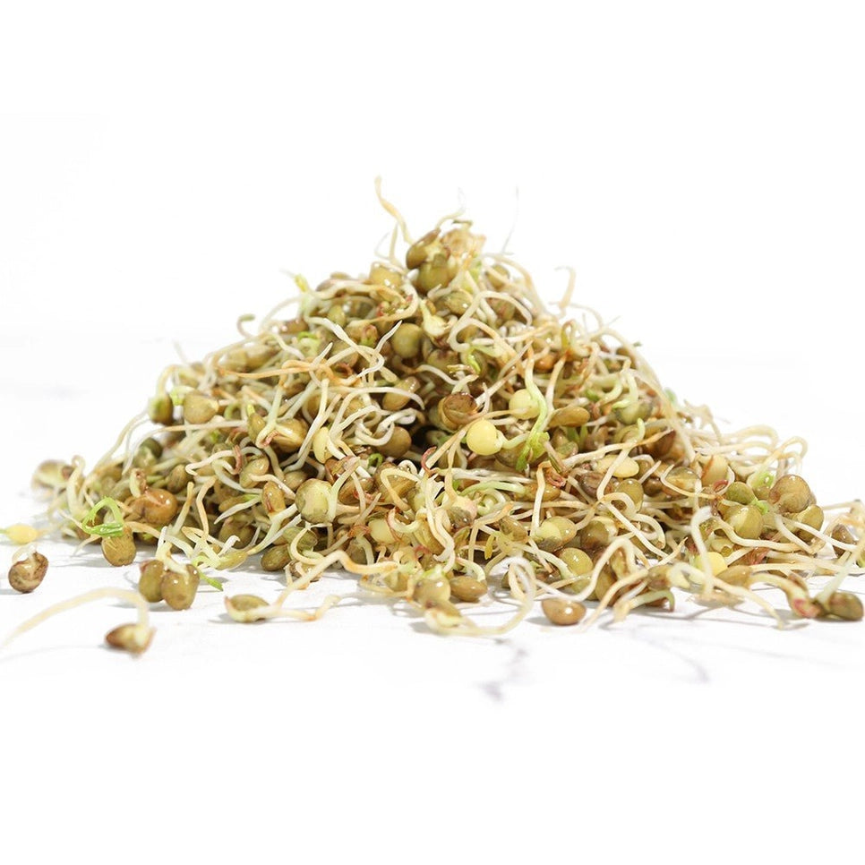 Organic Lentil Sprouting Seeds