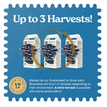 Mushroom Grow Kit Blue Oyster