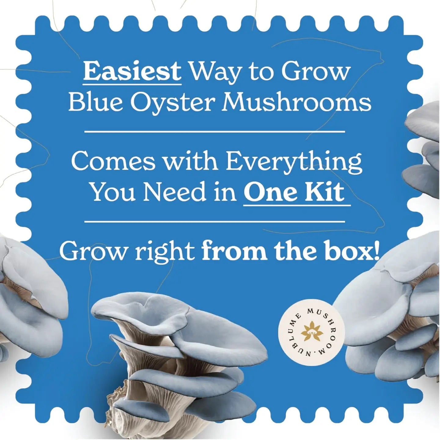 Mushroom Grow Kit Blue Oyster