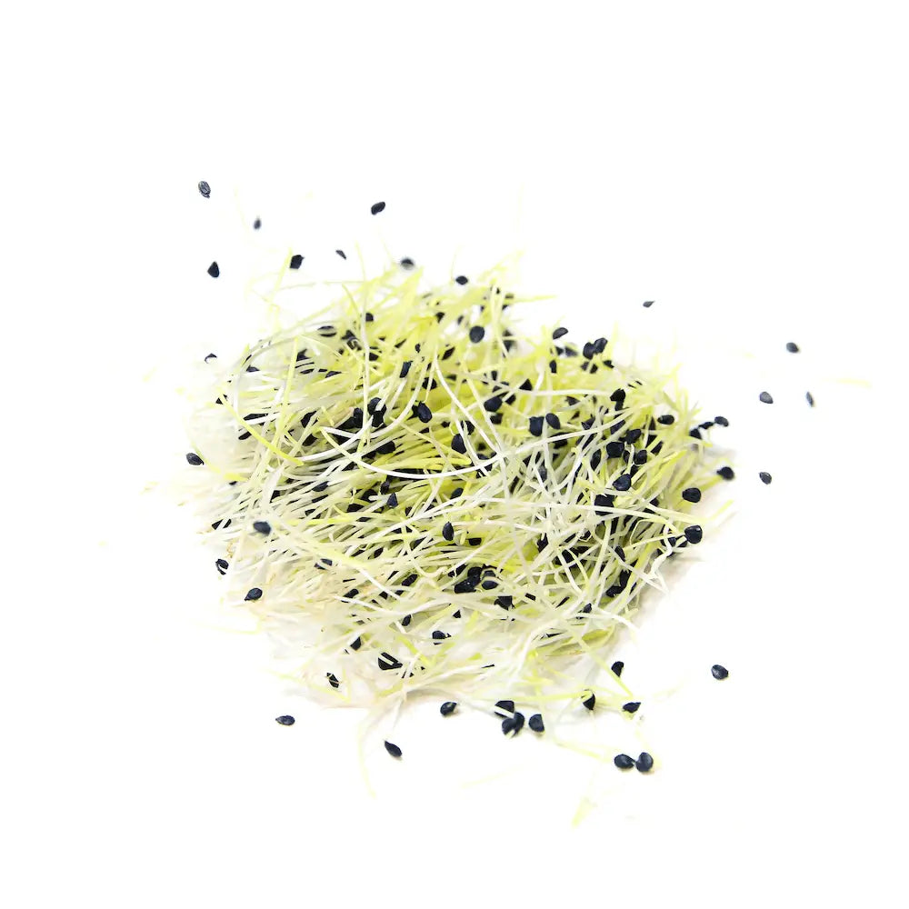 Organic Garlic Chive Sprouting Seeds 3oz