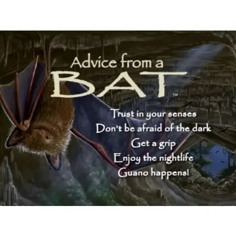 Magnet Advice from a Bat