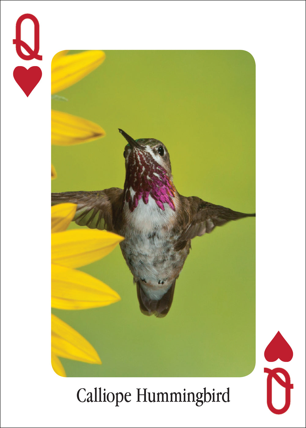 Hummingbird Playing Cards