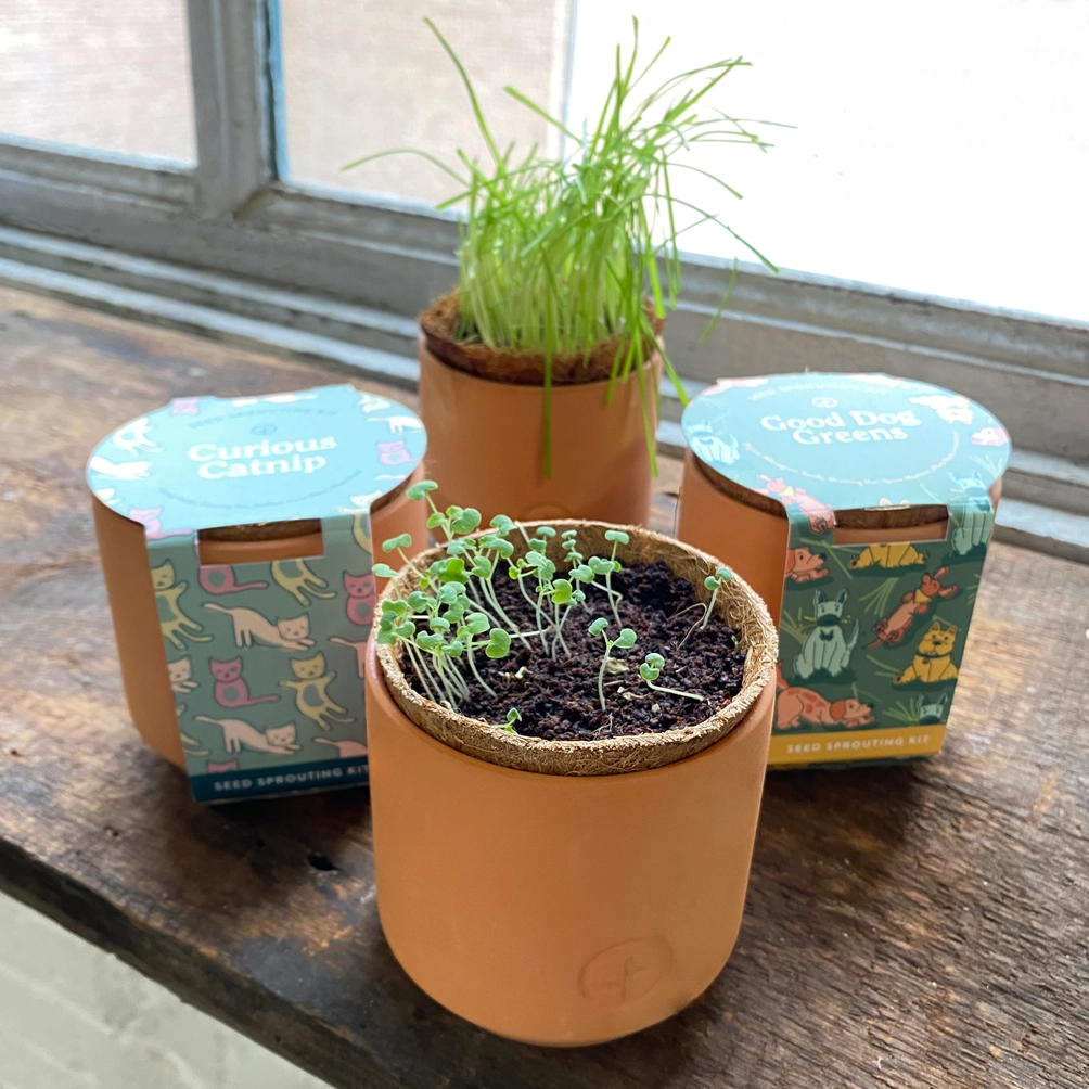 Tiny Terracotta Curious Catnip Grow Kit