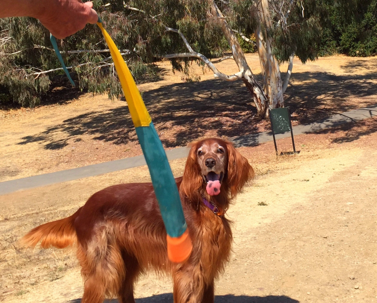 Foxtail Fetch Dog Toy