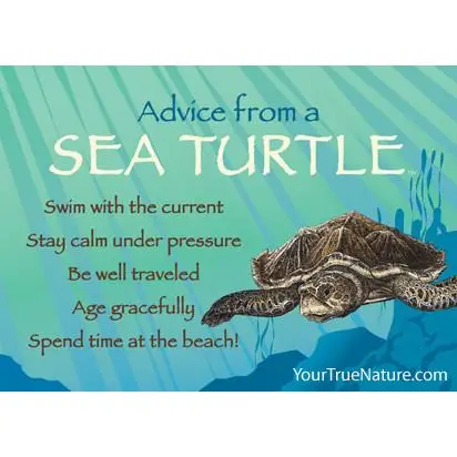 Magnet Advice from a Sea Turtle