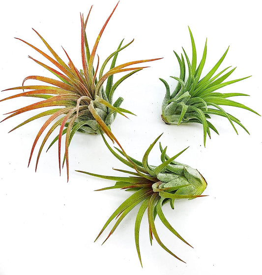 Air Plant Asstorted Small