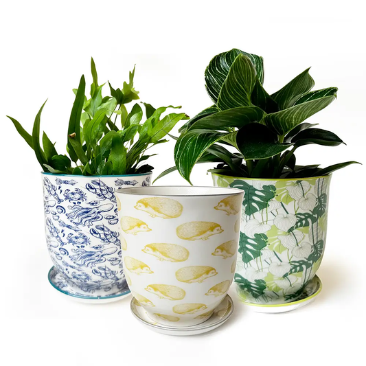 Small Liberte 5 Pot & Saucer