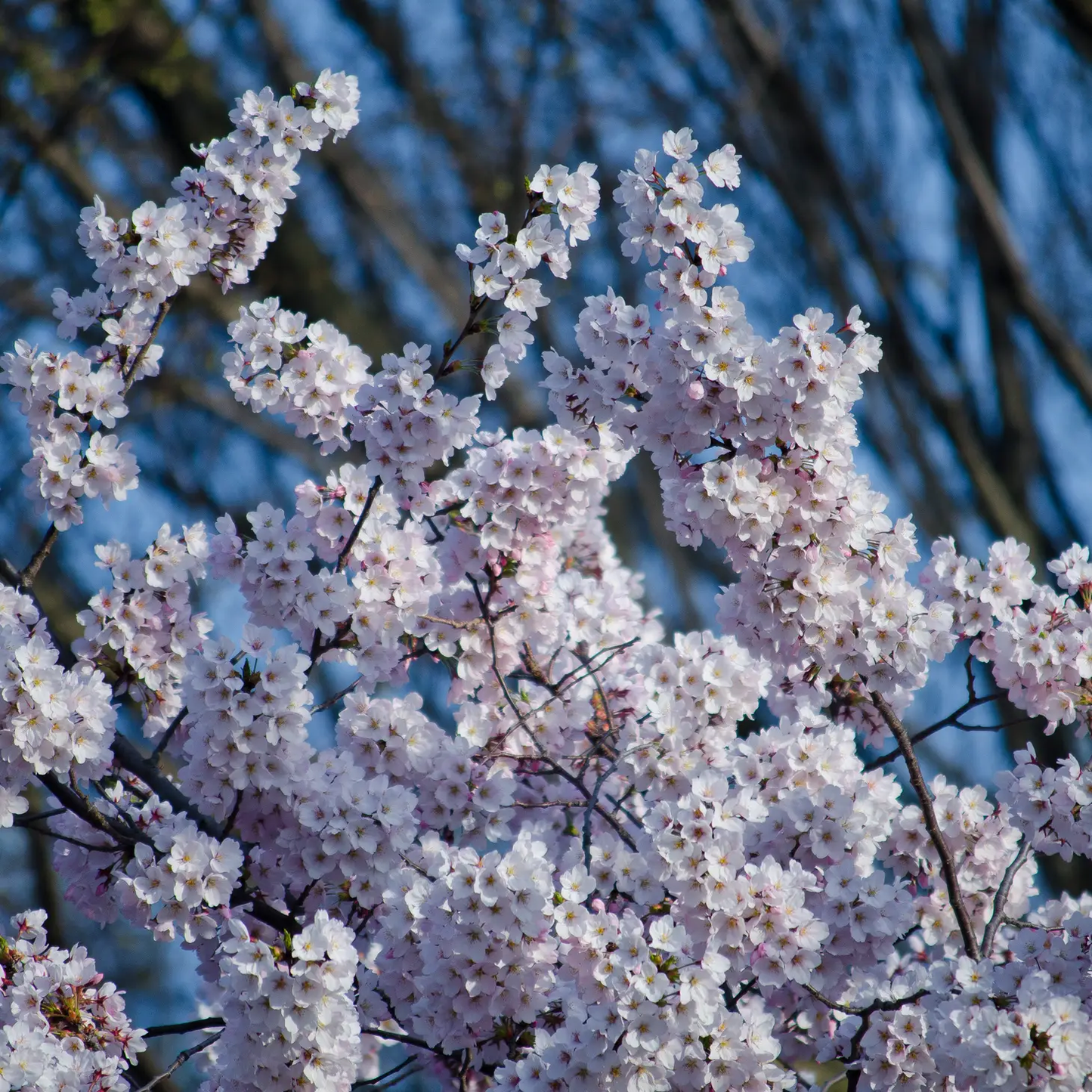 Cherry Blossom Seed Grow Kit