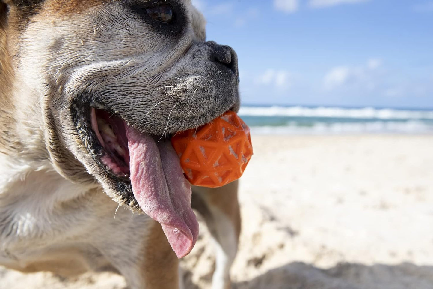 Tailwind Dog Toy