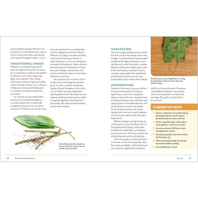 How To Forage For Medicinal Plants Without Dying Book