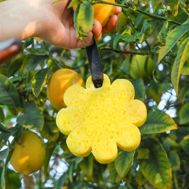 Spongelle Wildflower Papaya Yuzu