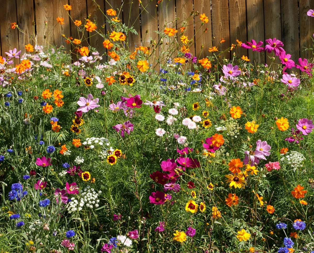 Cut Flowers Seed Stones