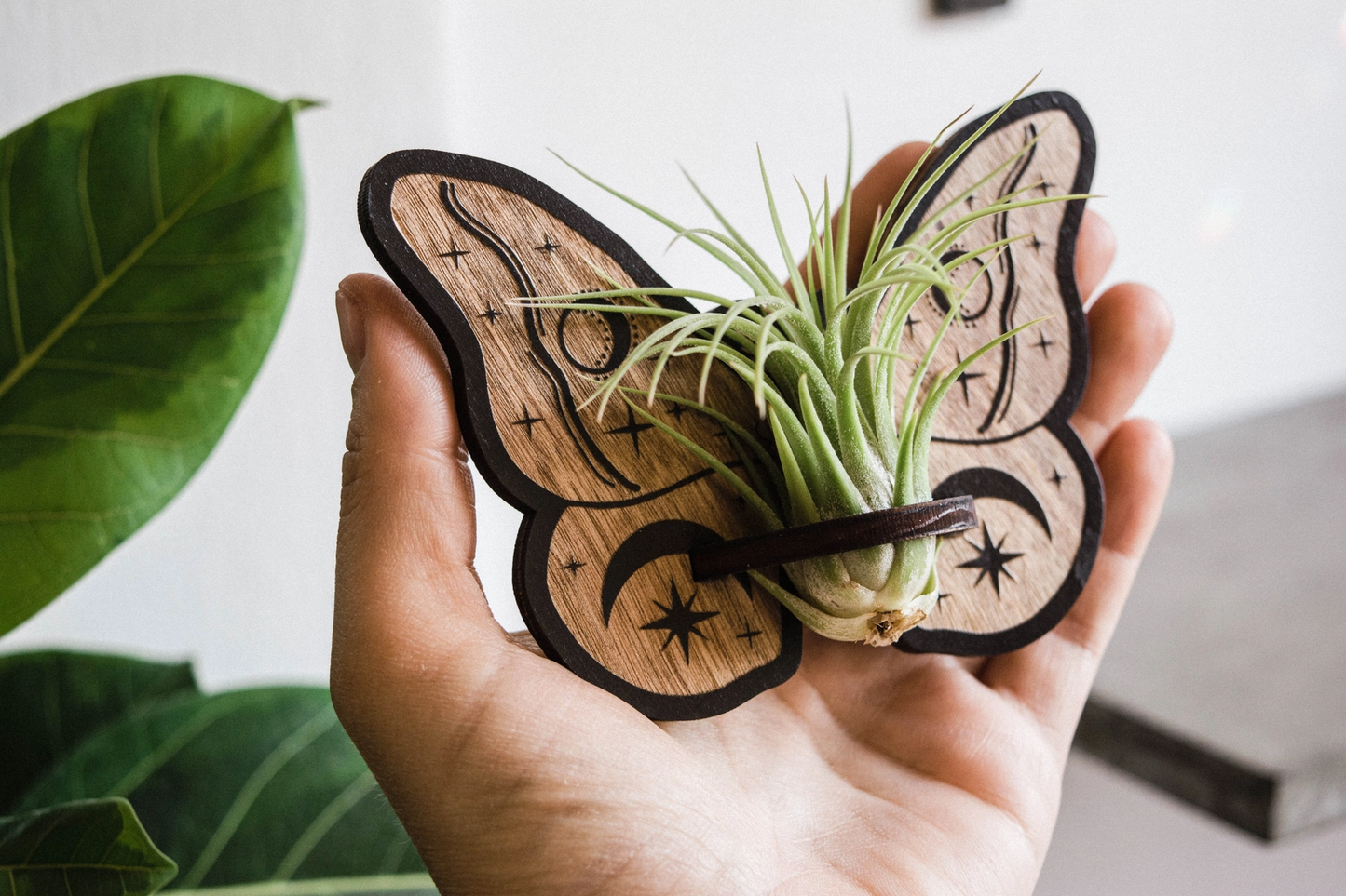 air plant magnet Celestial Moth Air Plant Holder Magnet