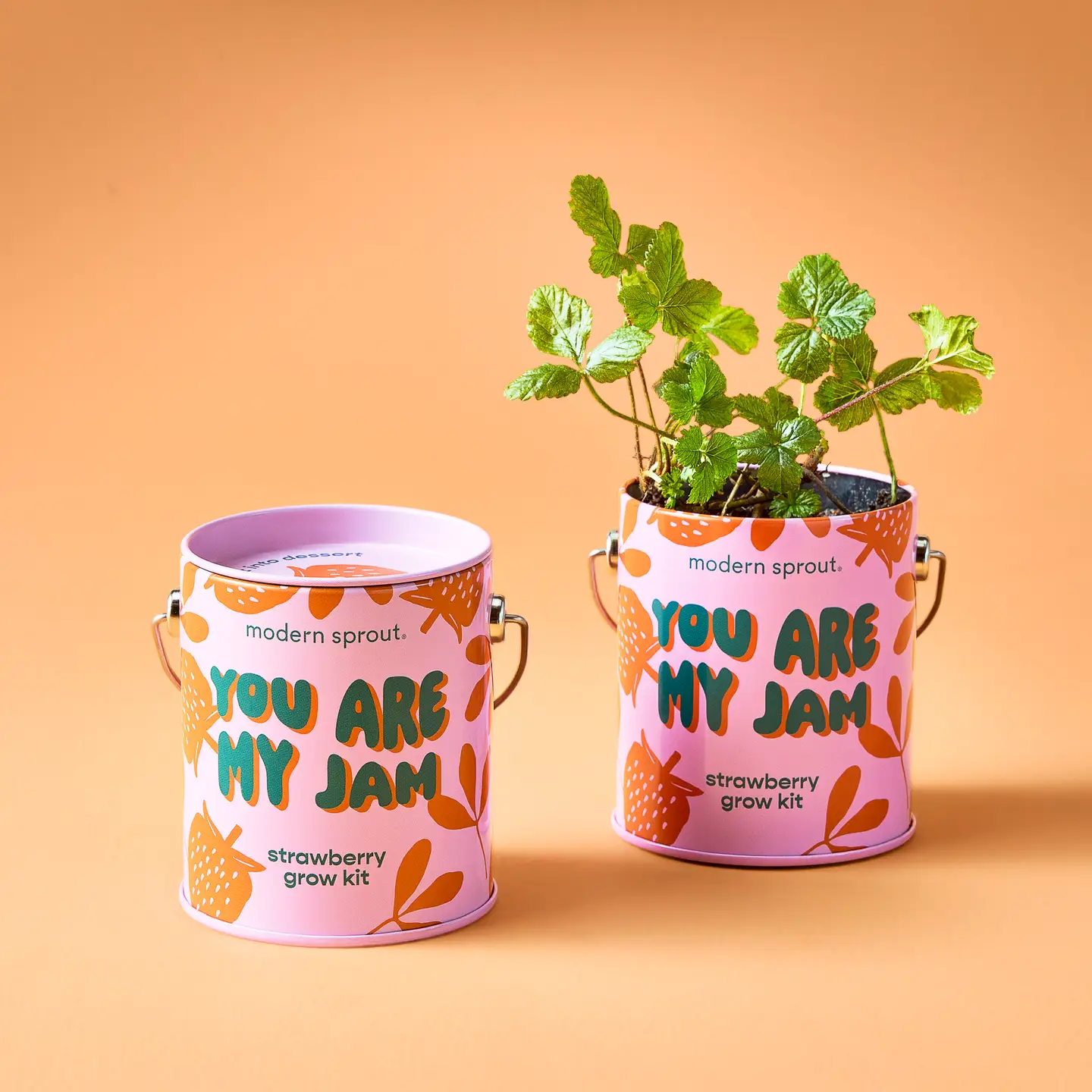 Color Grow Kit - You Are My Jam Strawberry Grow Kit
