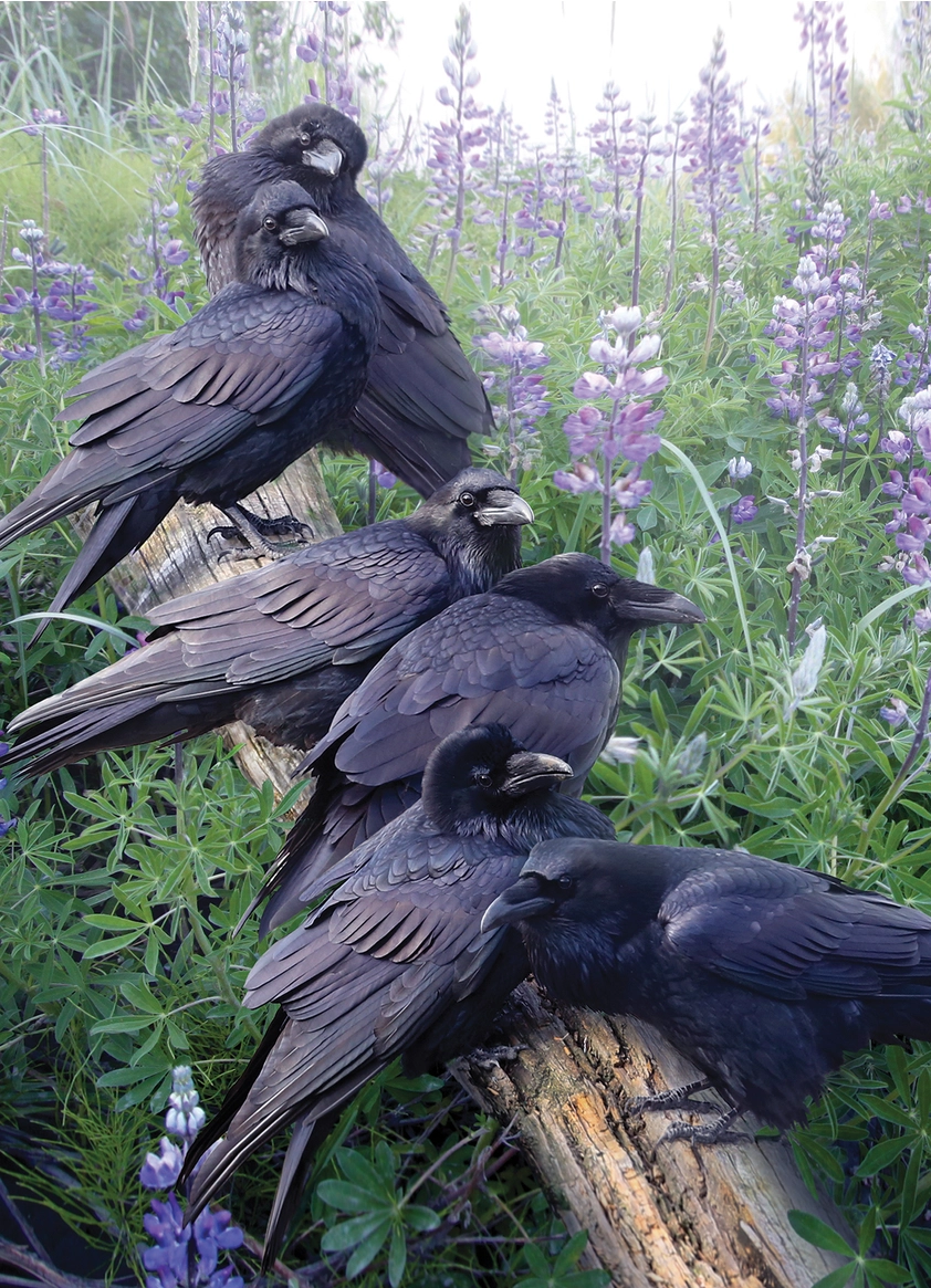 Raven Rendezvous Puzzle 1000pc