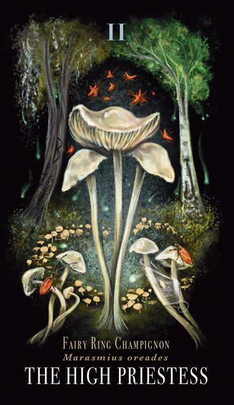 Midnight Magic Mushroom Tarot