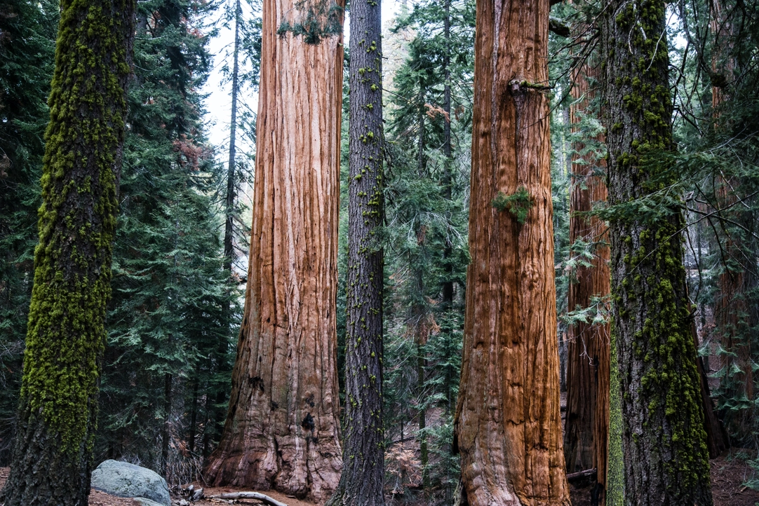 Giant Sequoia Seed Grow Kit