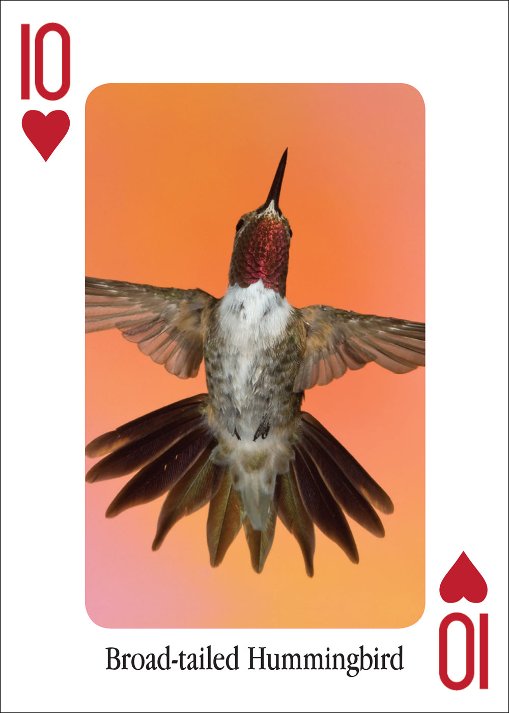 Hummingbird Playing Cards