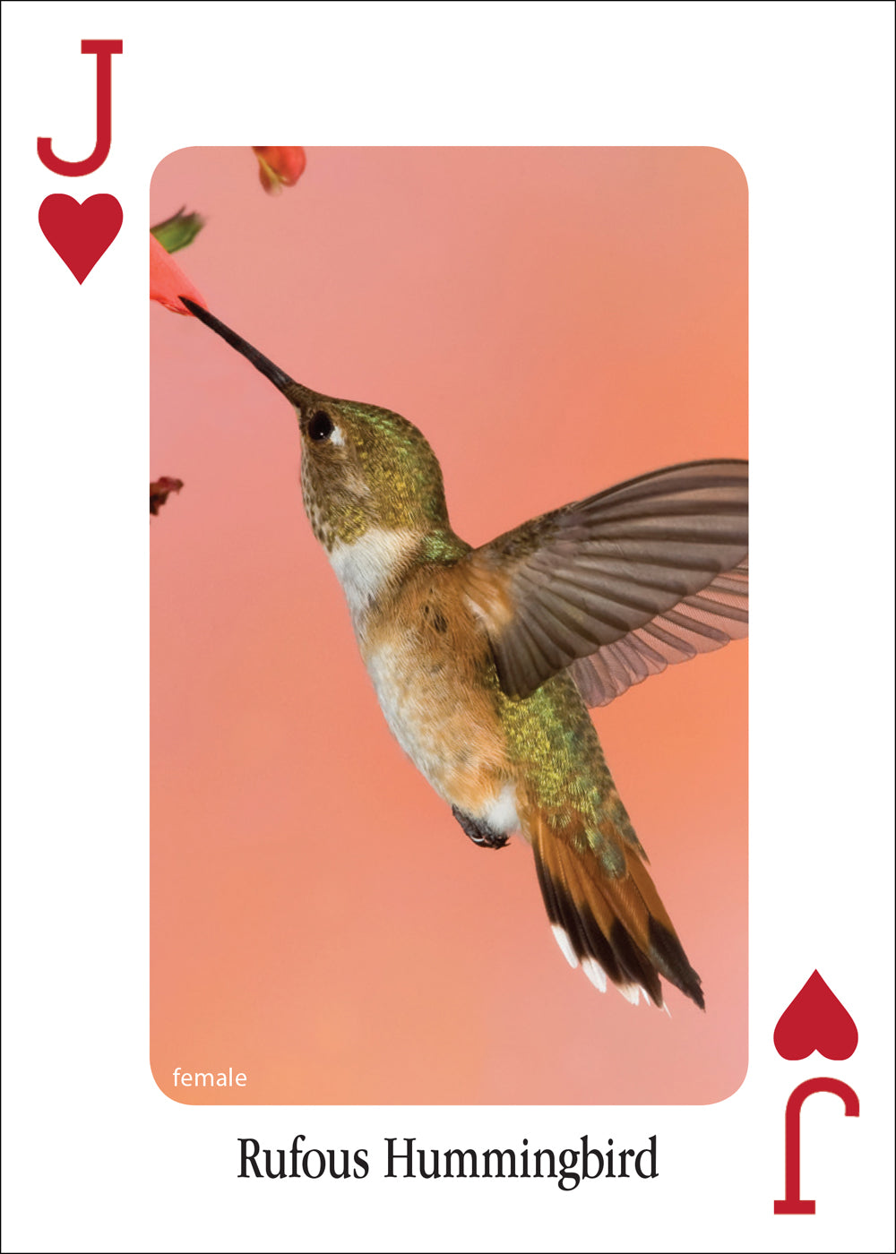 Hummingbird Playing Cards