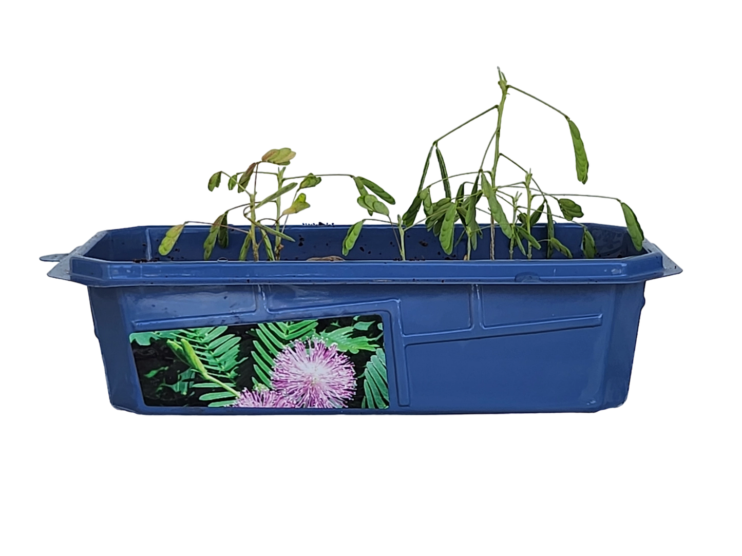 Astounding Moving Plant Terrarium