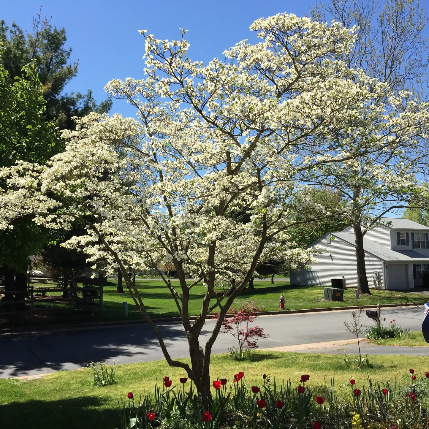 Flowering Dogwood Seed Grow Kit