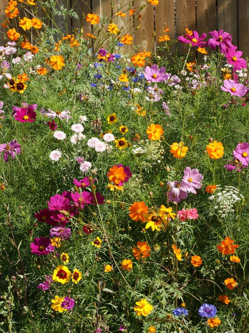 Cut Flowers Seed Stones