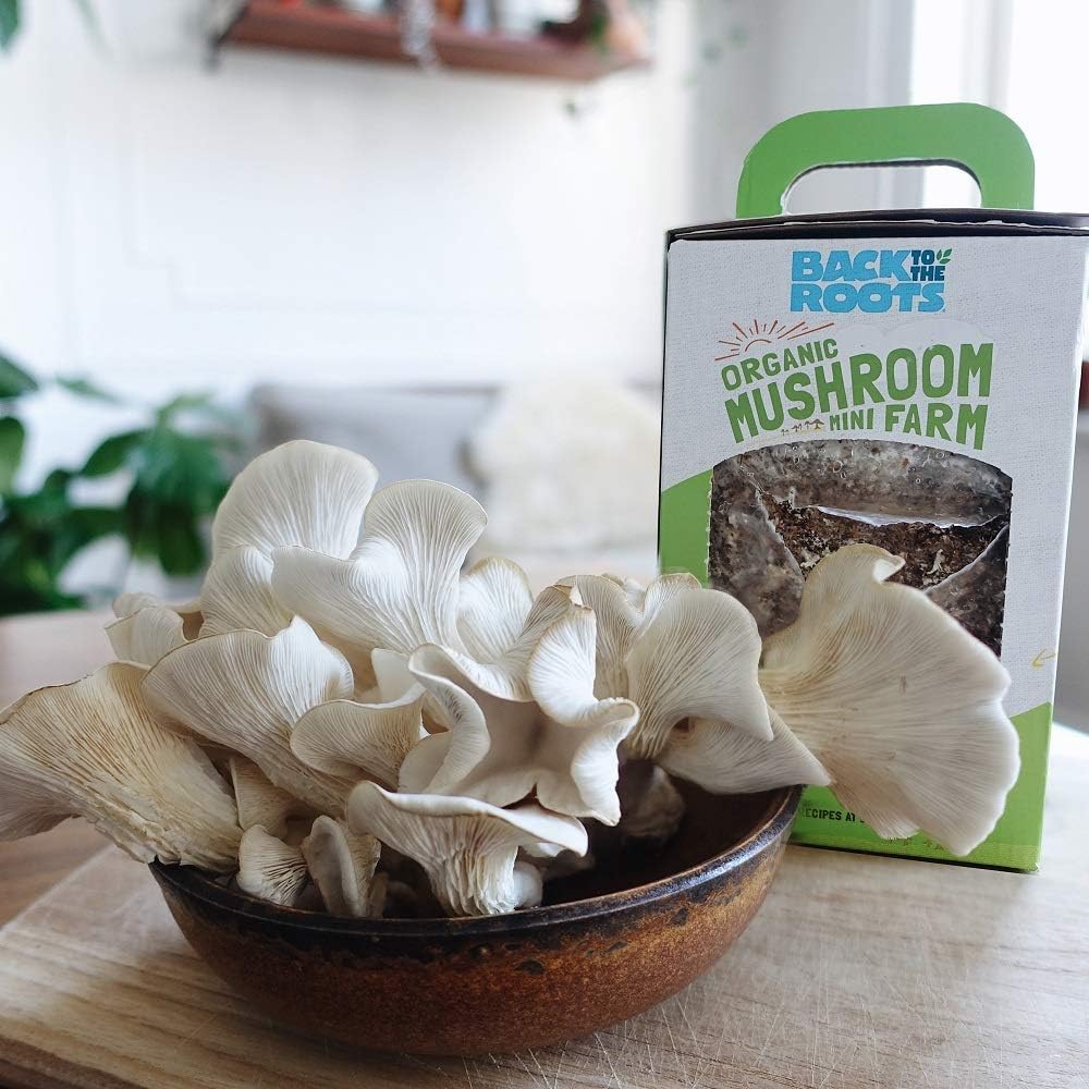 Mini Mushroom Grow Kit