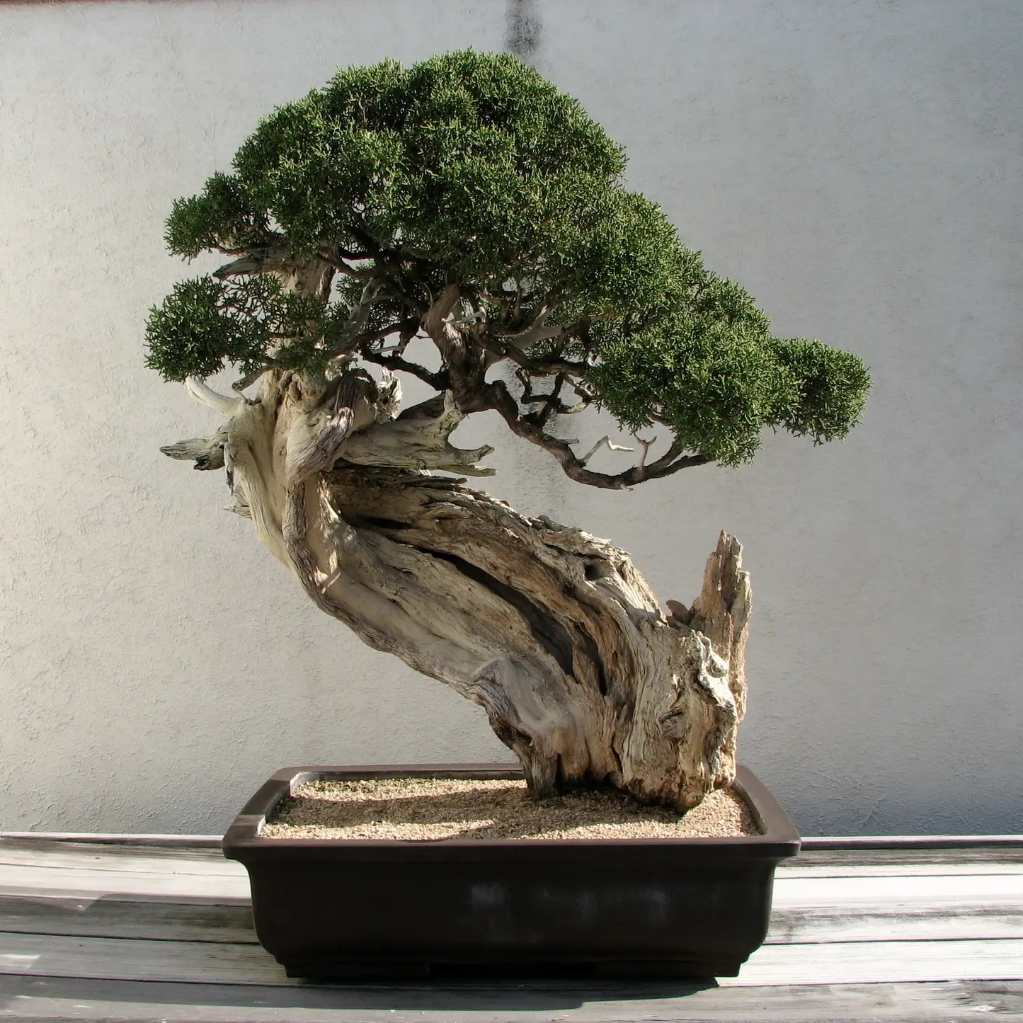 Bonsai Rocky Mount Juniper Grow