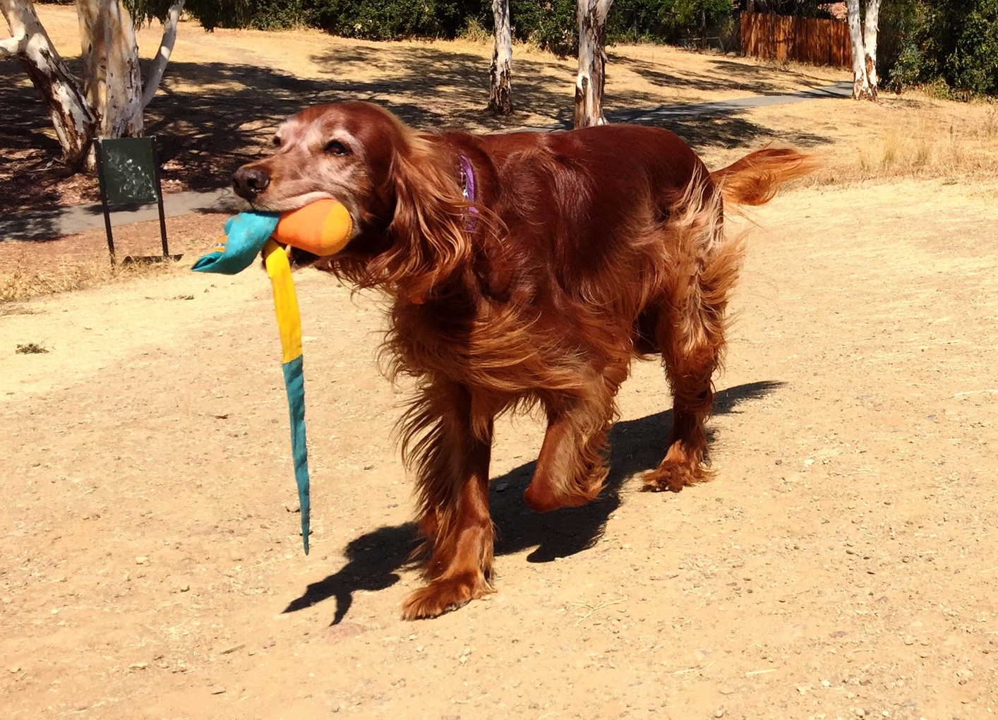 Foxtail Fetch Dog Toy