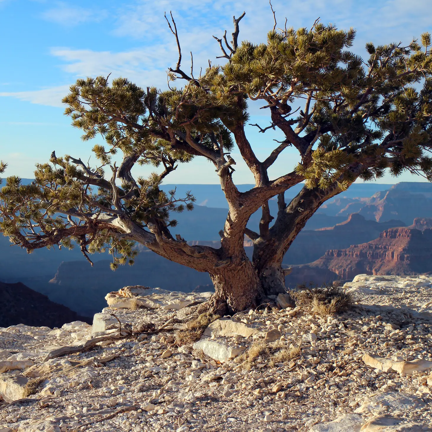 Pinon Pine Grow Kit