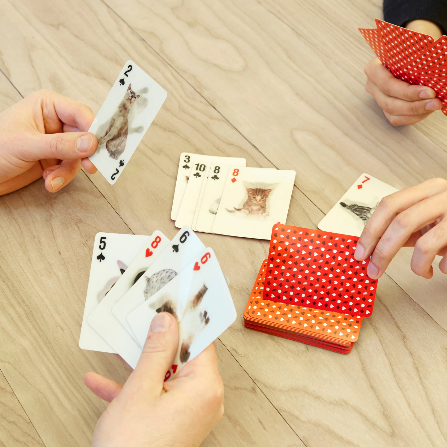 3D Playing Cards Cats