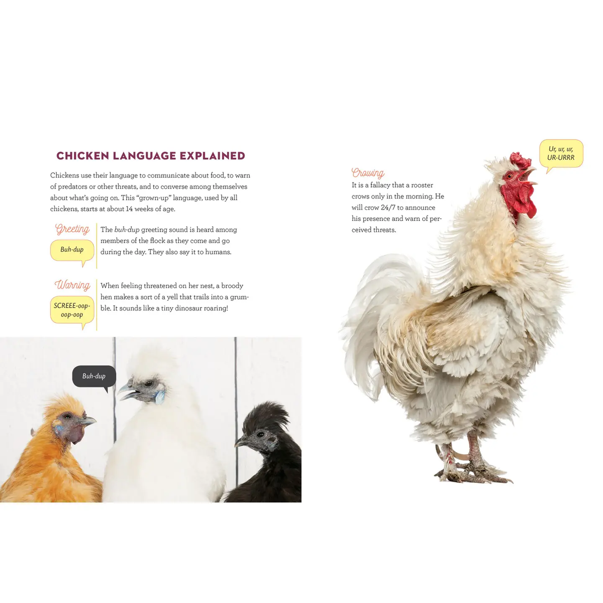 How to Speak Chicken Book