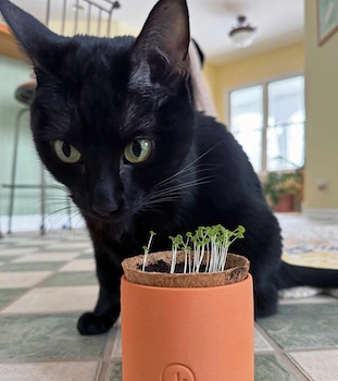 Tiny Terracotta Curious Catnip Grow Kit