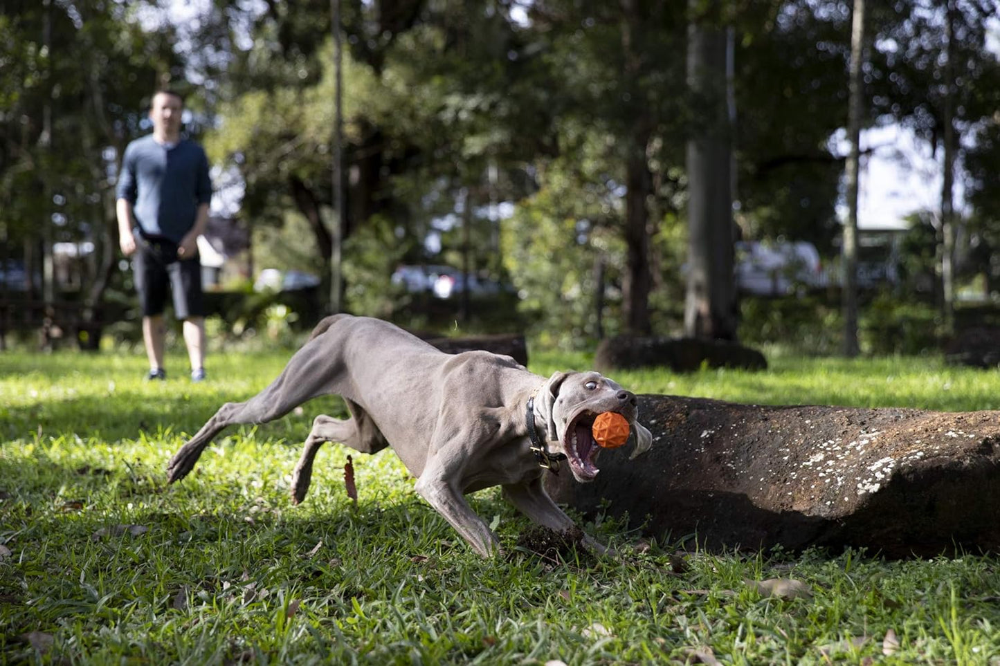 Tailwind Dog Toy