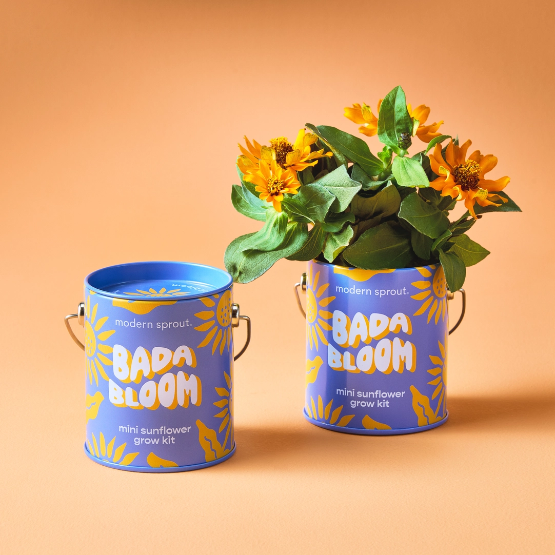 Color Grow Kit - Bada Bloom Mini Sunflower