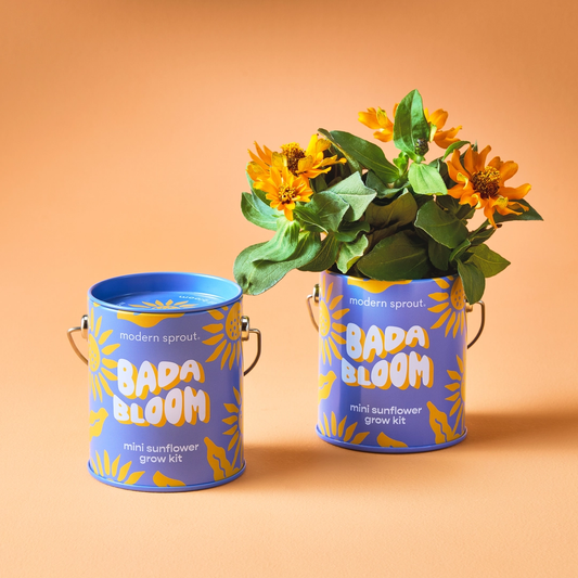 Color Grow Kit - Bada Bloom Mini Sunflower