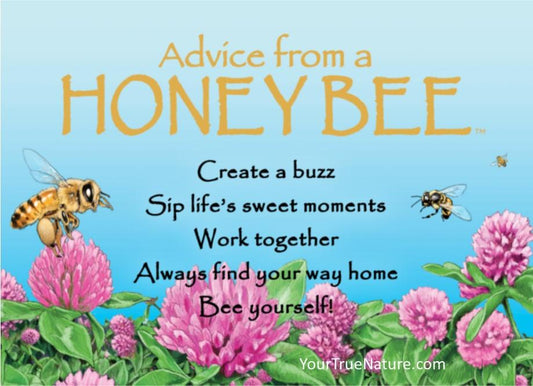 Magnet Advice from a Honey Bee