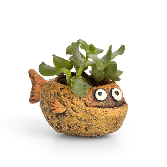 Mango Fish Planter