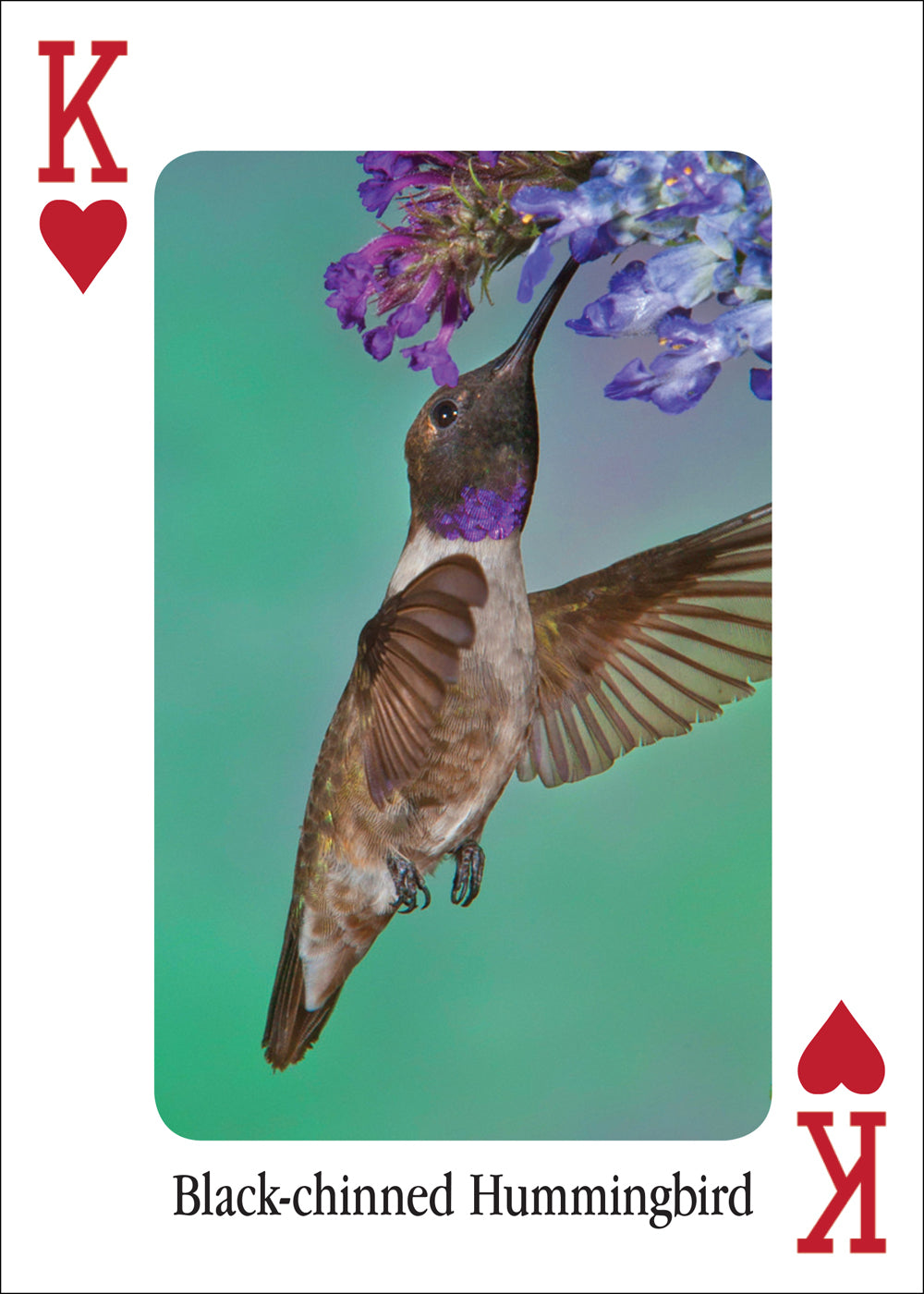 Hummingbird Playing Cards