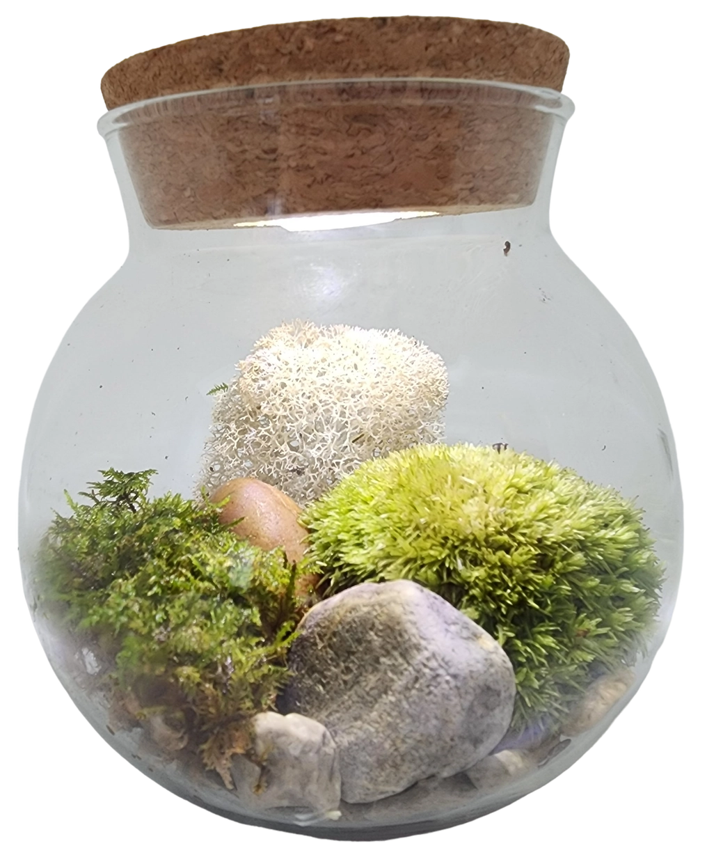 MossBowl Glass Terrarium