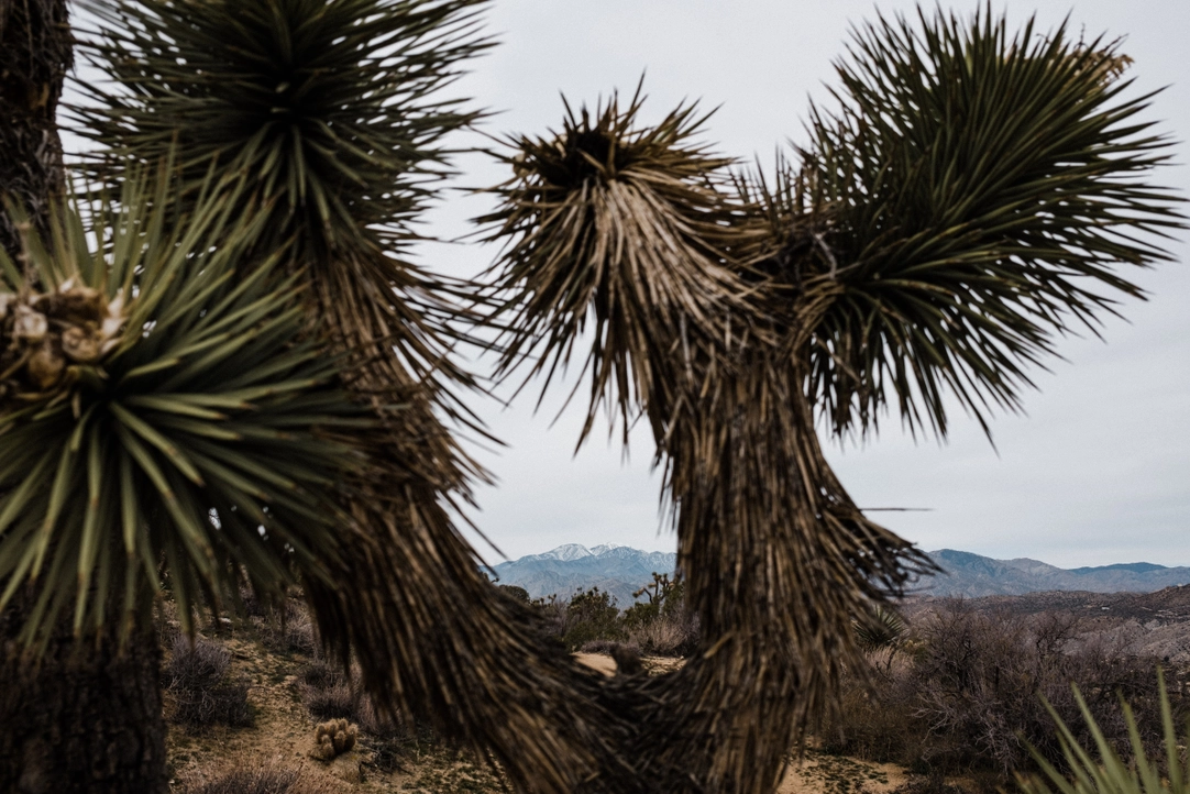 Joshua Tree Seed Grow Kit