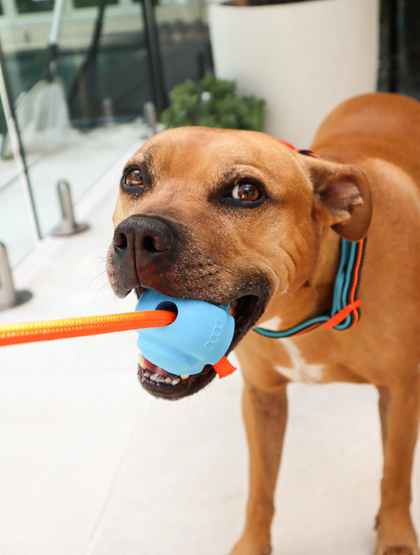 Fetch-N-Tug Ball & Rope Toy