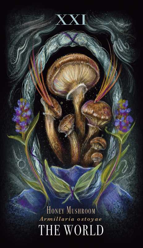 Midnight Magic Mushroom Tarot