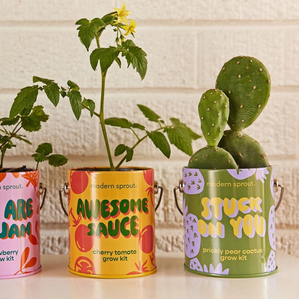 Stuck on You Prickly Pear Grow Kit