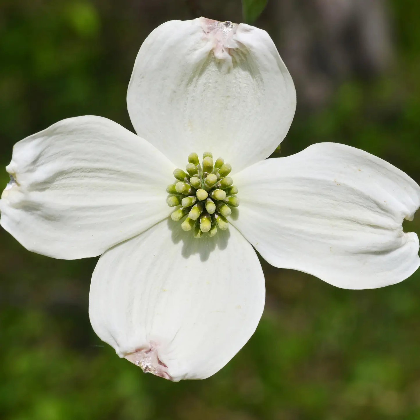 Flowering Dogwood Seed Grow Kit