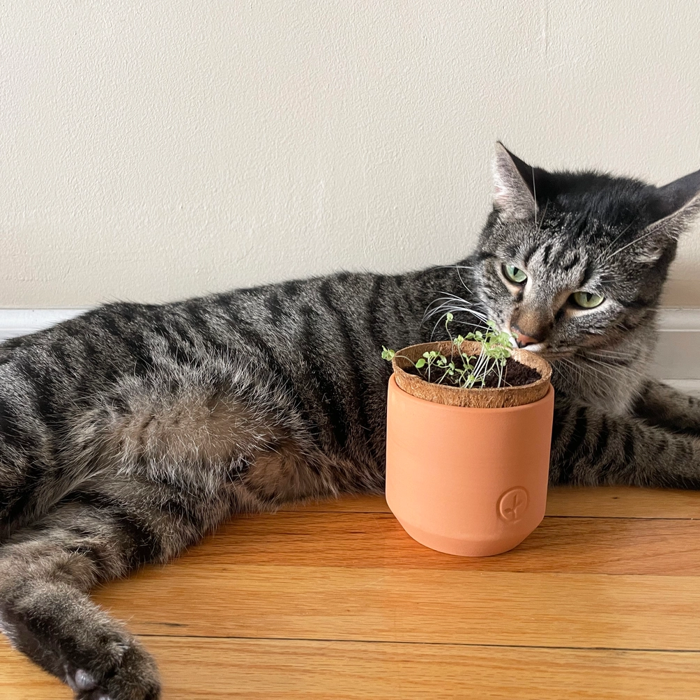 Tiny Terracotta Curious Catnip Grow Kit