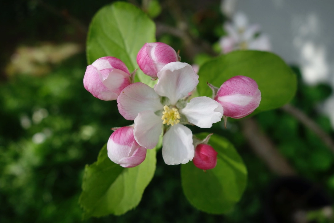 Apple Tree Seed Grow Kit