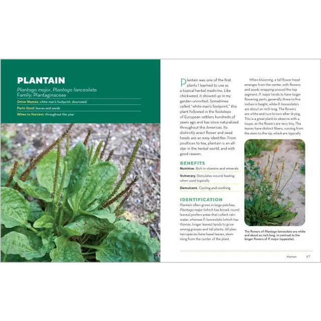 How To Forage For Medicinal Plants Without Dying Book